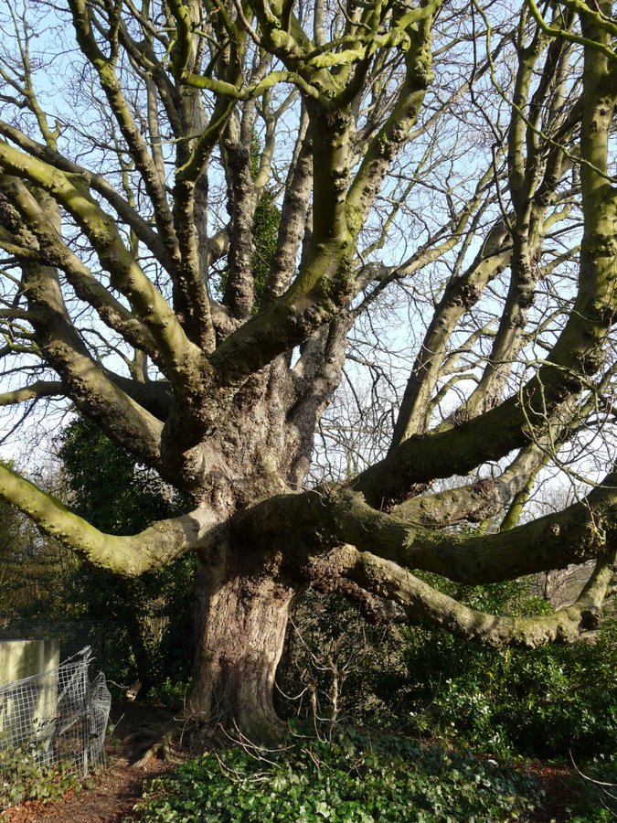 Tree in Crystal Palace Park, Croydon, Greater London