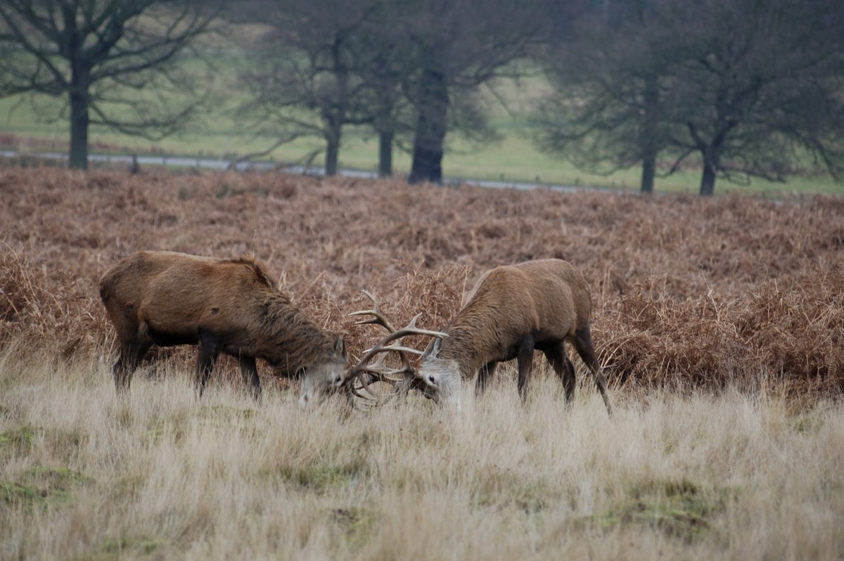 Rutting Deer, Richmond upon Thames, Greater London