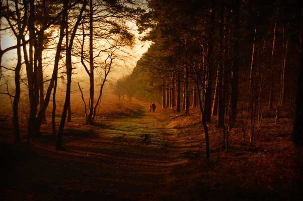 Shoal hill, Cannock Chase Country Park, Staffordshire
