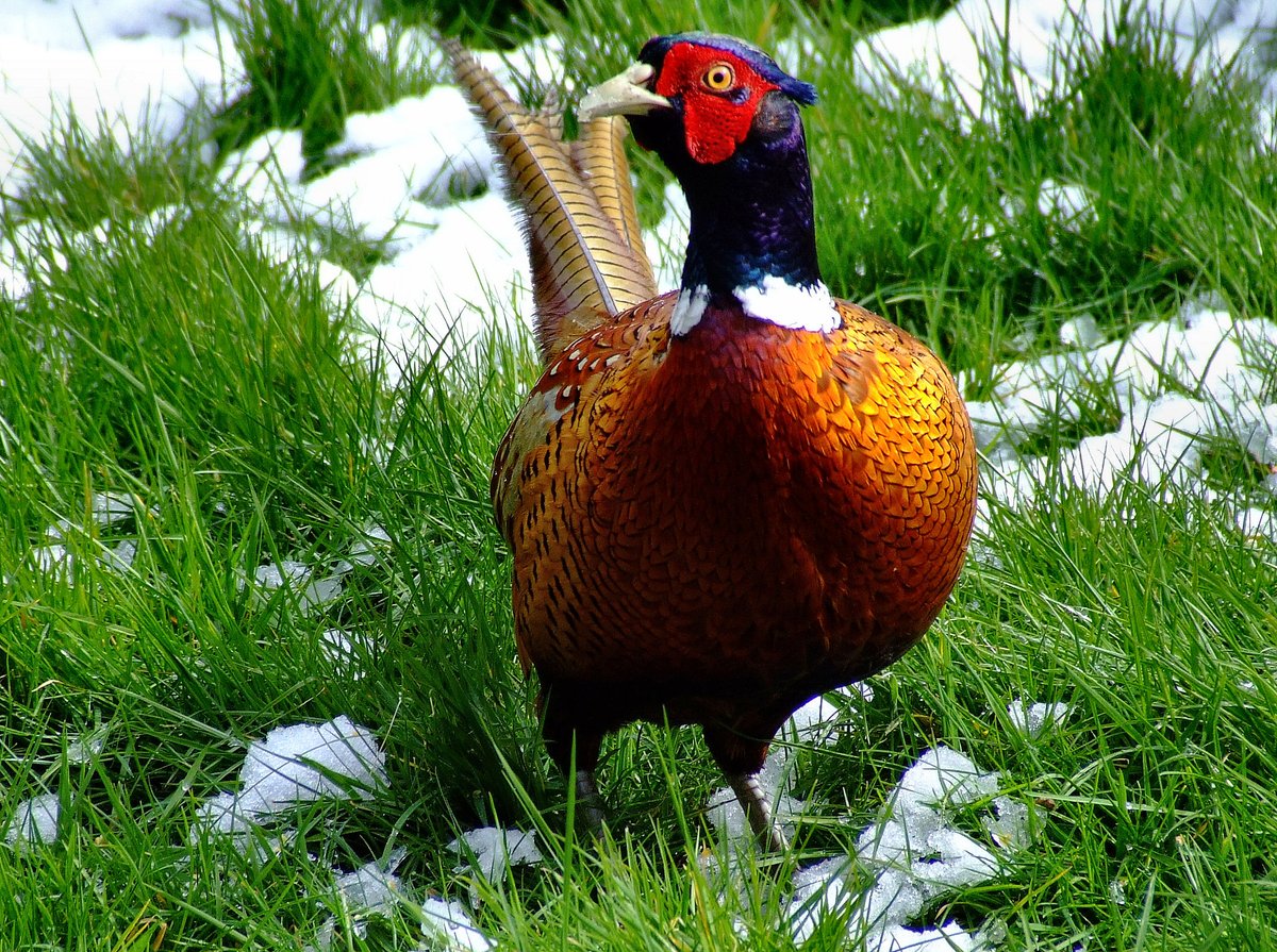 Colourful pheasant....phasianus colchicus, South Cave, East Riding of Yorkshire