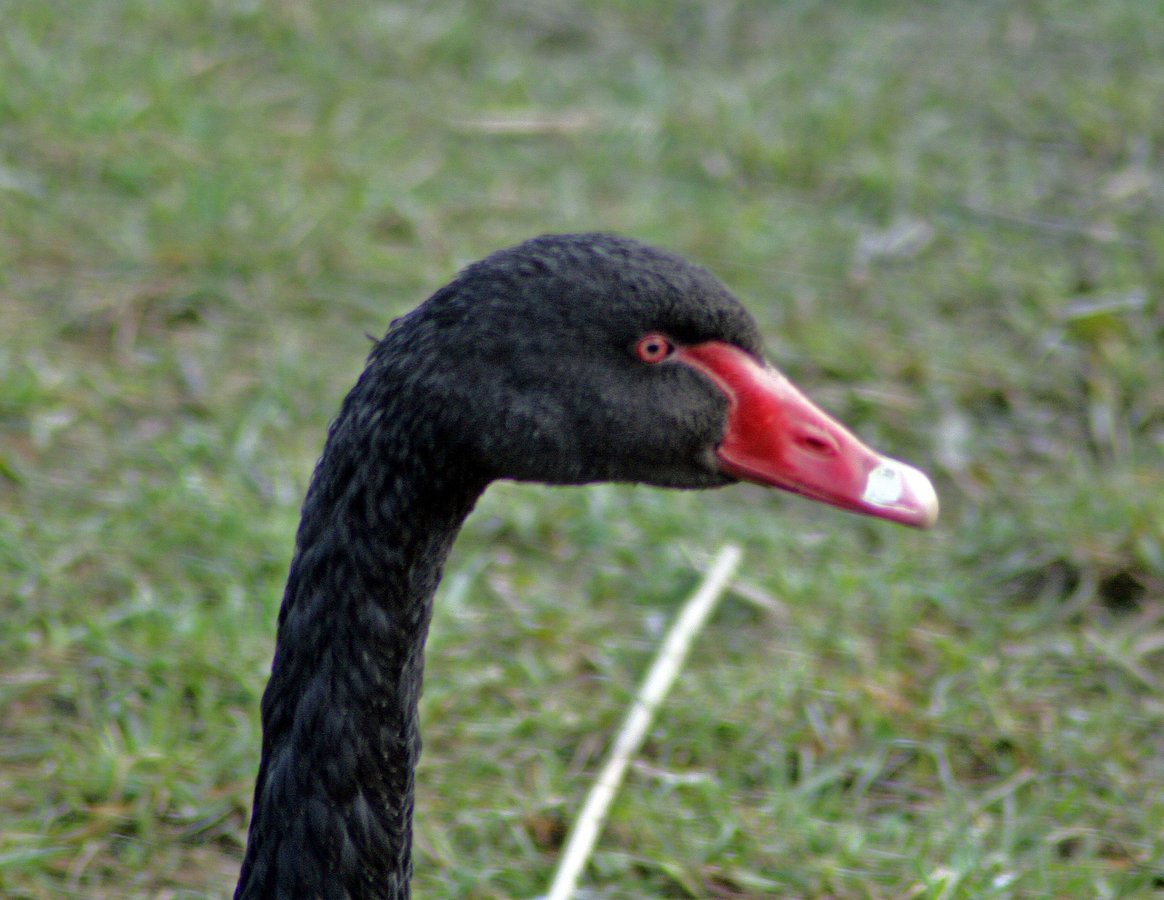 Black Swan. Washington Wetlands Centre, Tyne & Wear.