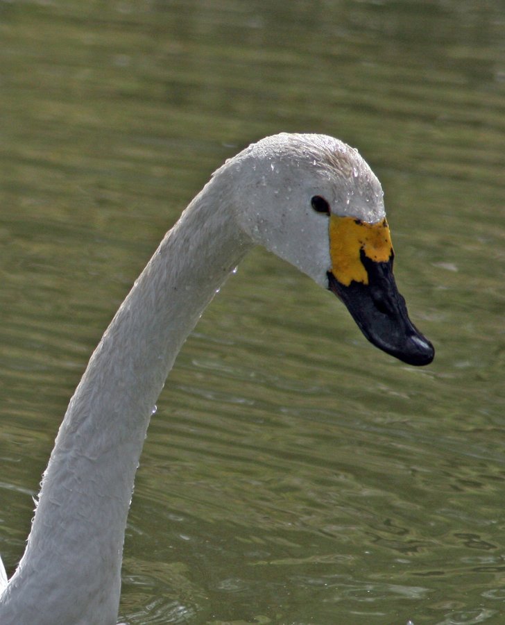 Bewick's Swan, Washington Wetlands Centre, Tyne & Wear.