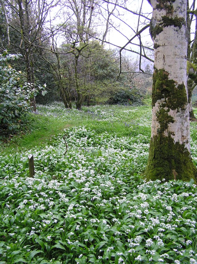 Wild garlic growing the grounds of Caerhays Castle