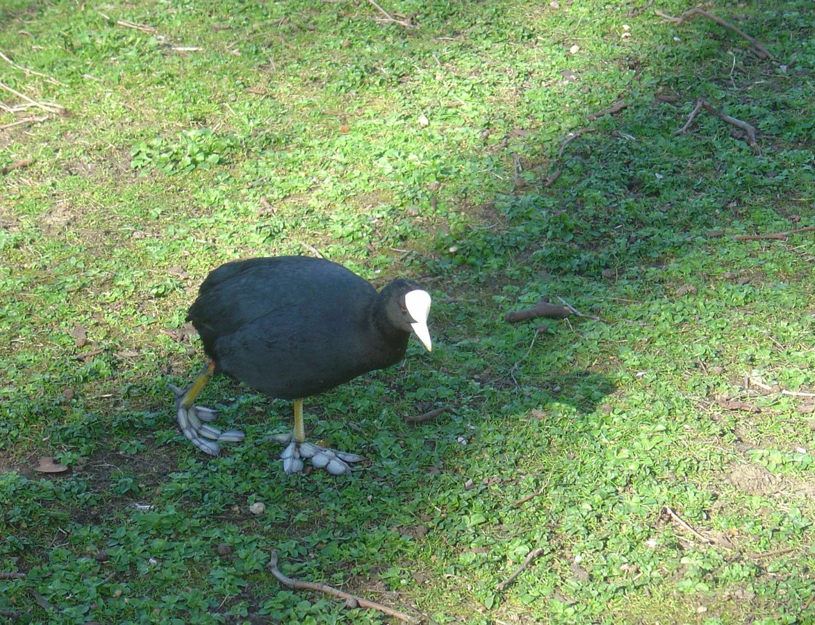 A Coot in St. James's Park.