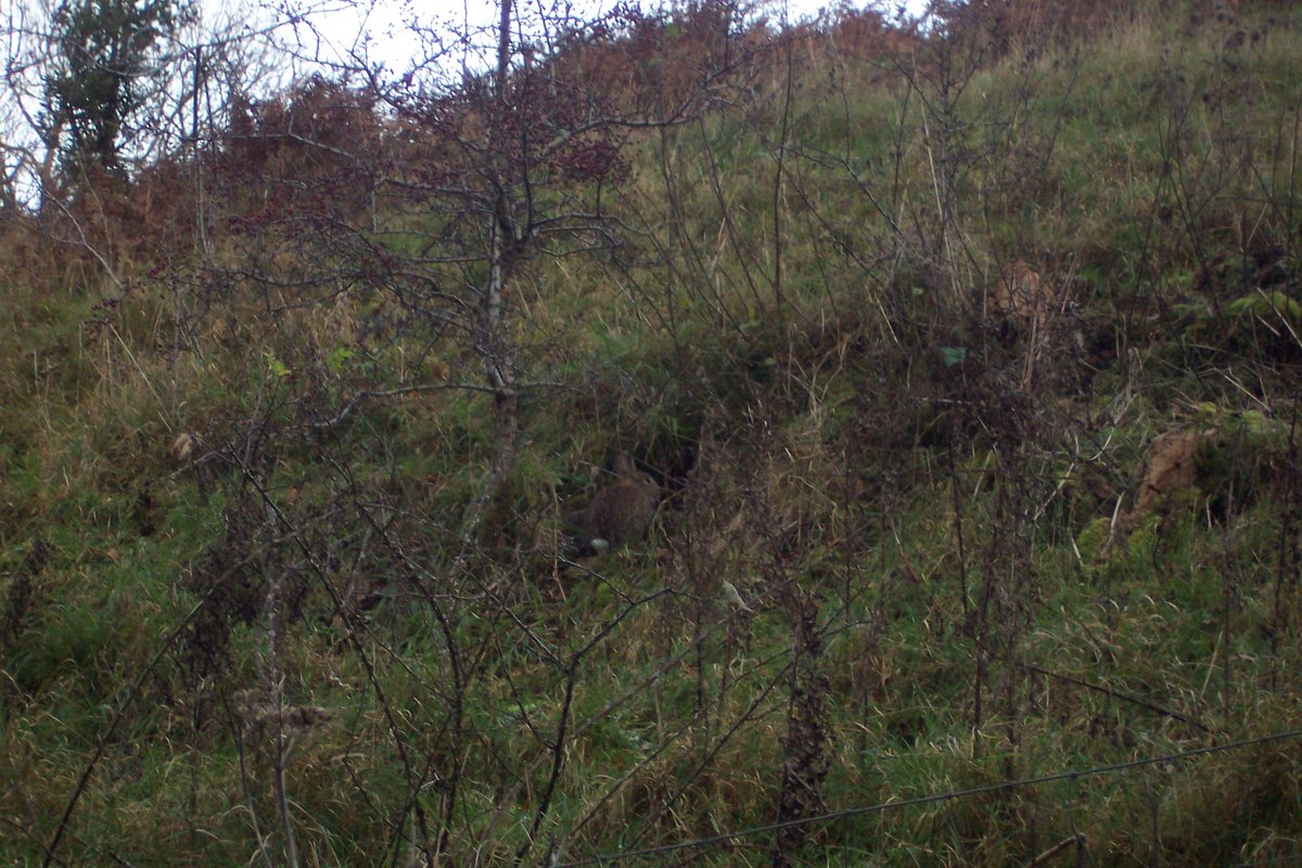 Find the Hare