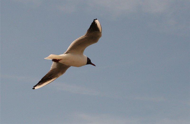 Tern, Hodbarrow Nature Reserve, Millom