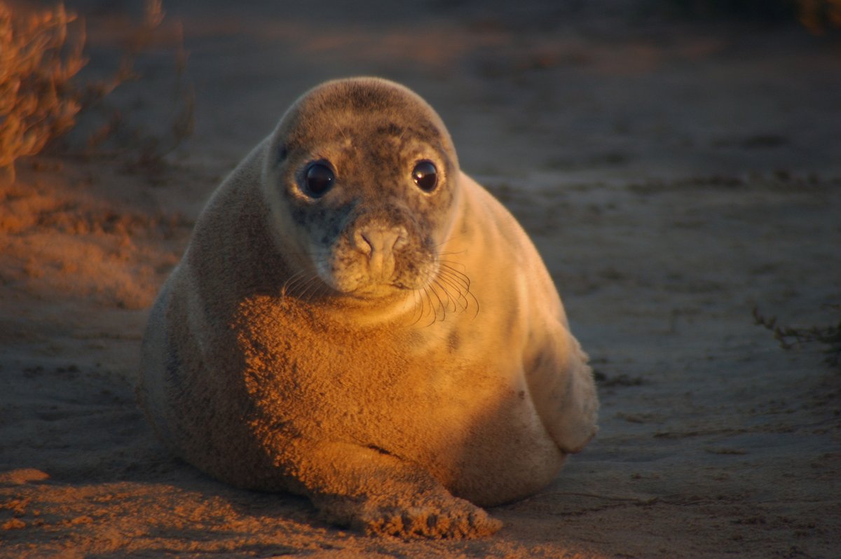 Sunset Seal