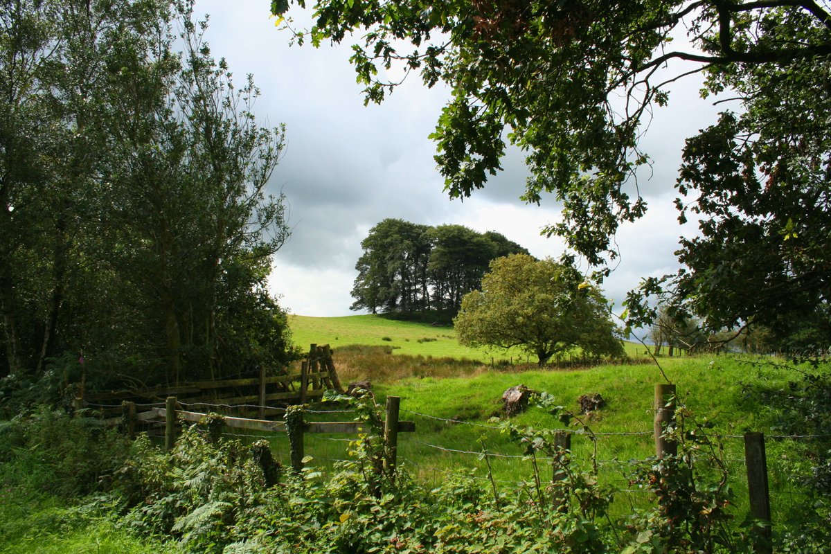 "Doe Hill." by Sue Bristo at