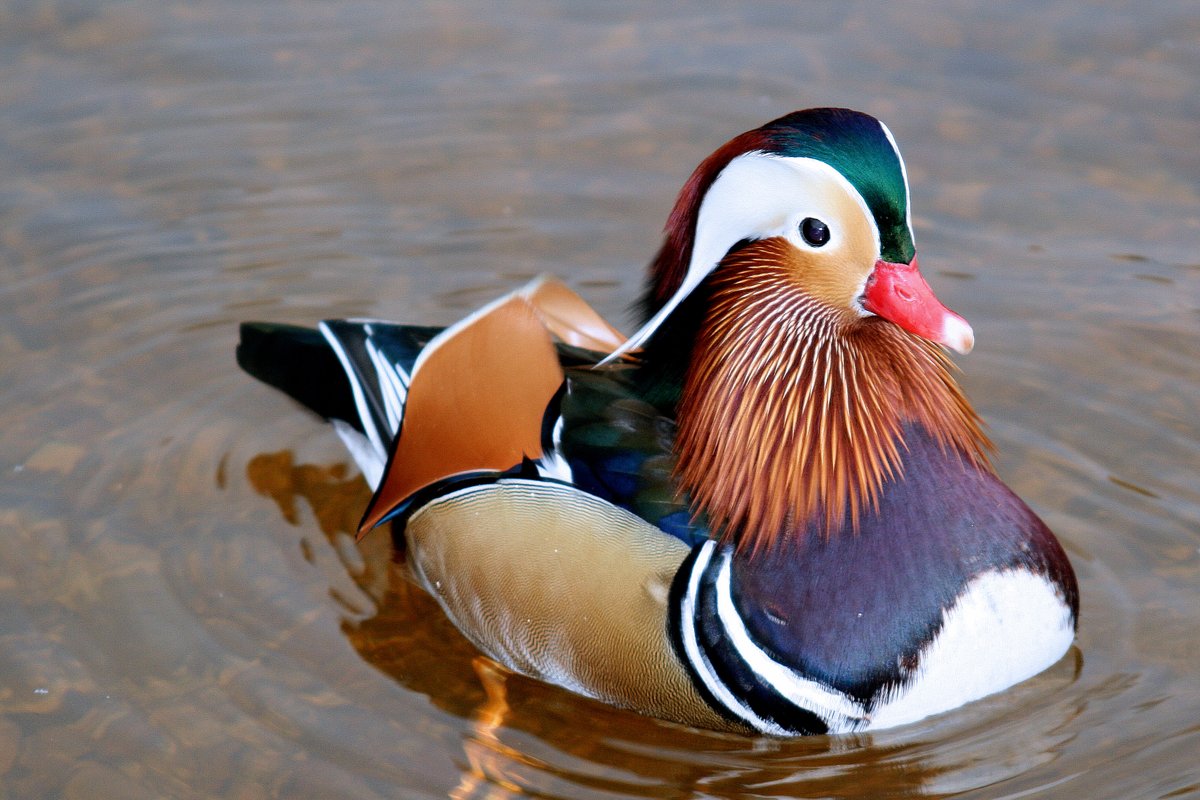 "Mandarin Duck" by Roger Hatley at