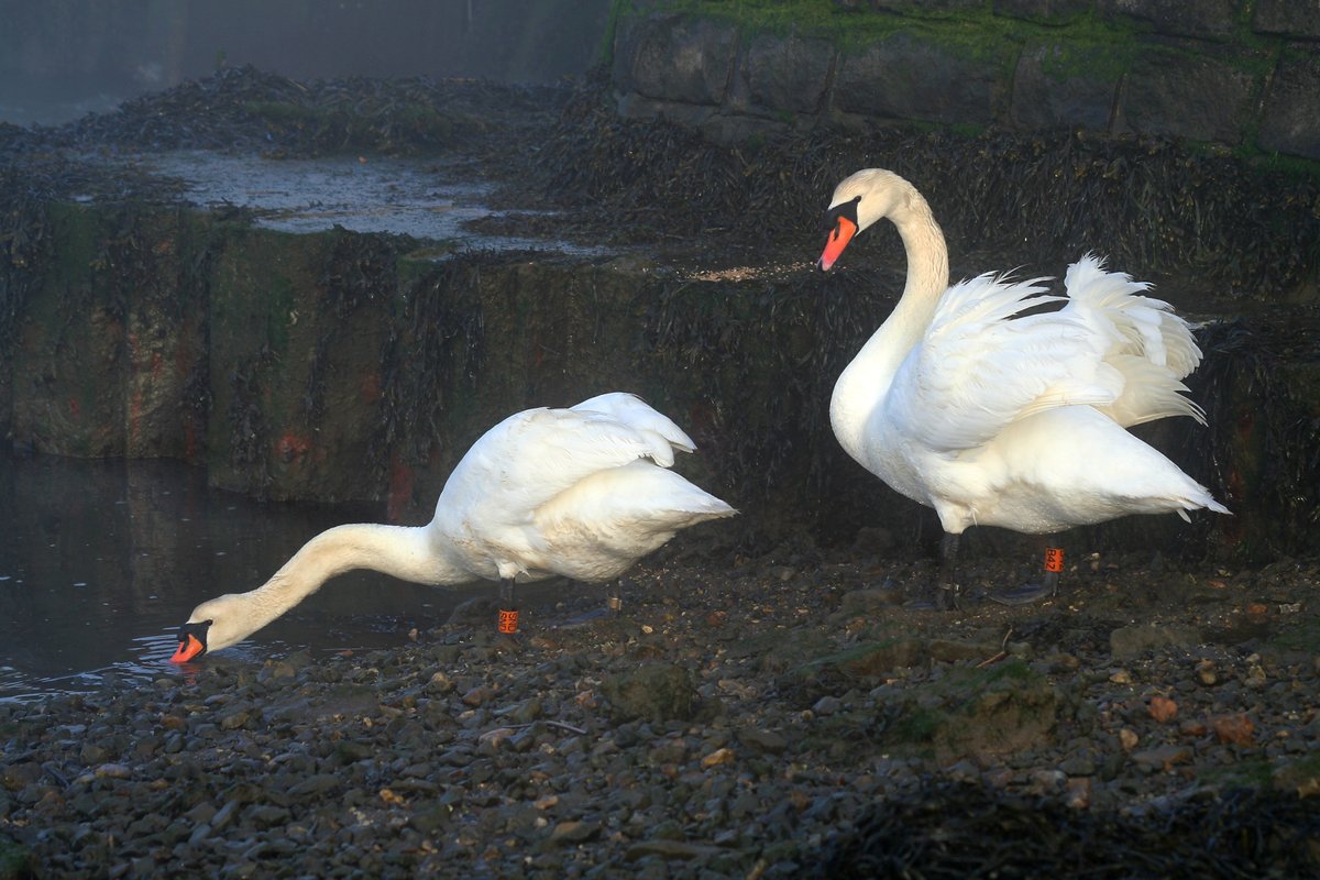 Swans at Keyhaven