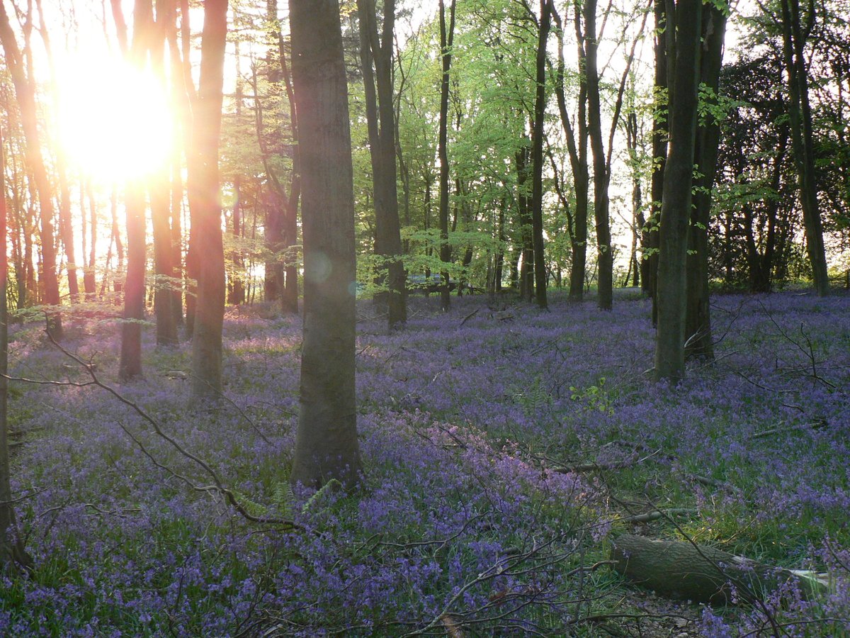 Sun setting in the bluebell wood