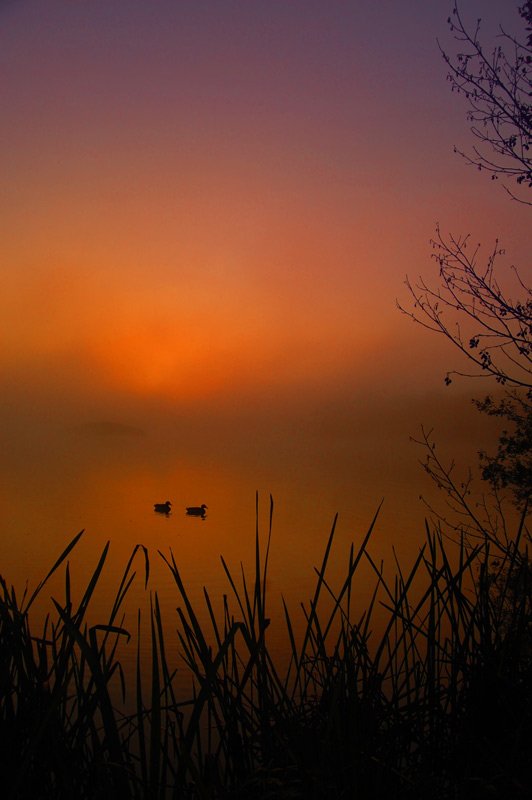 Ducks in the mist