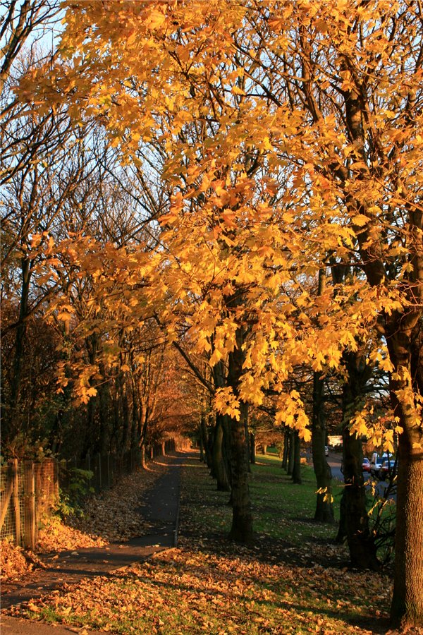Autumn leaves on a Birtley footpath, Gateshead.