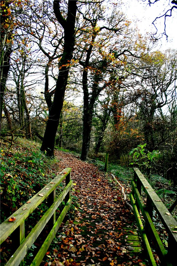 Woodland Walk at the centre