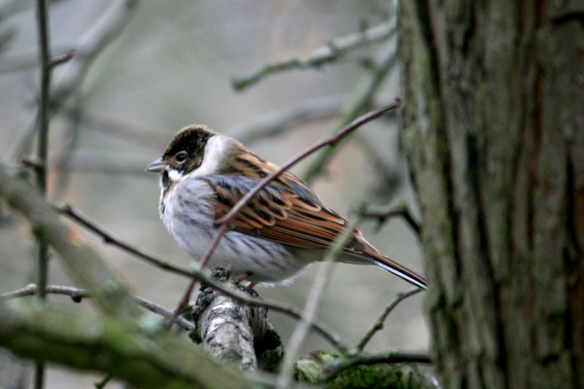 Reed Bunting Male.