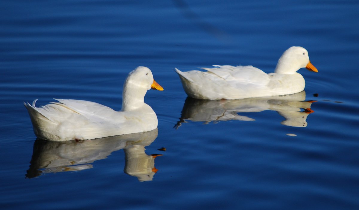 White ducks at Netherton Reservoir