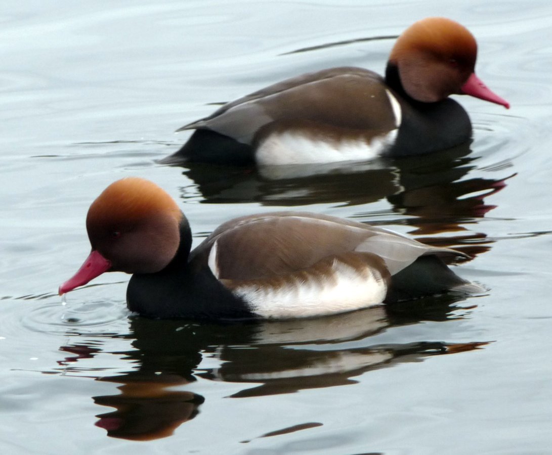 Red Crested Pochards in symetry