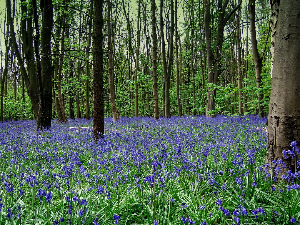 Bluebell Wood.