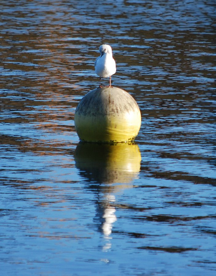 Seagull on Netherton Reservoir