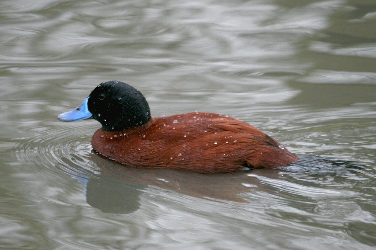 Argentina Blue-Billed Duck