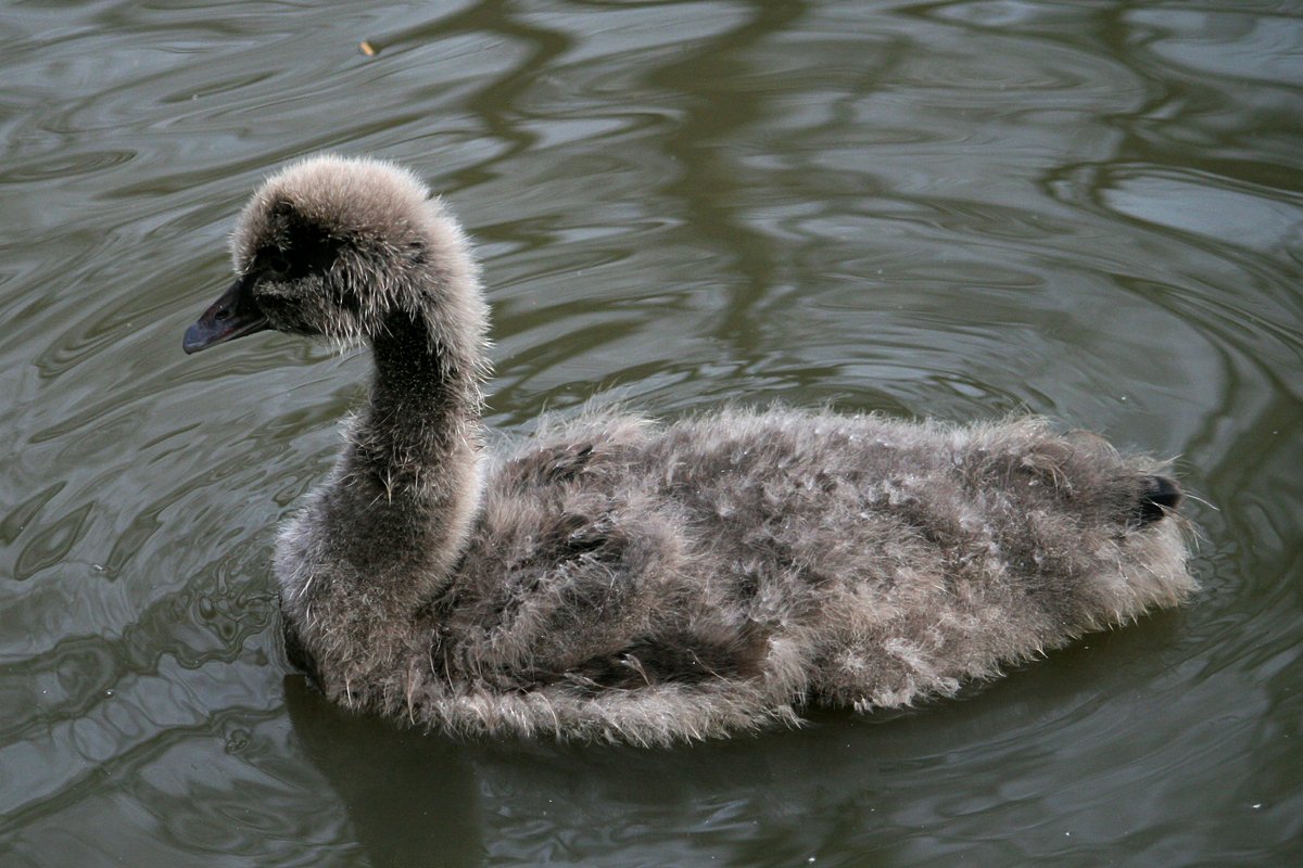 Black Swan Chick.