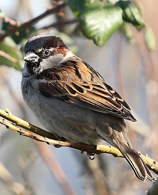 Another Sparrow