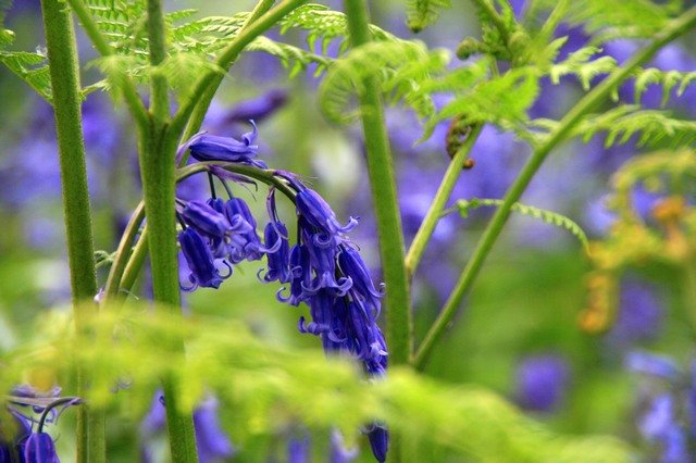 The native British Bluebell - close up 2