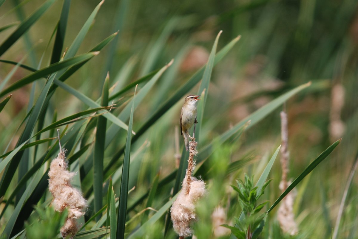 Sedge Warbler hiding in the reeds