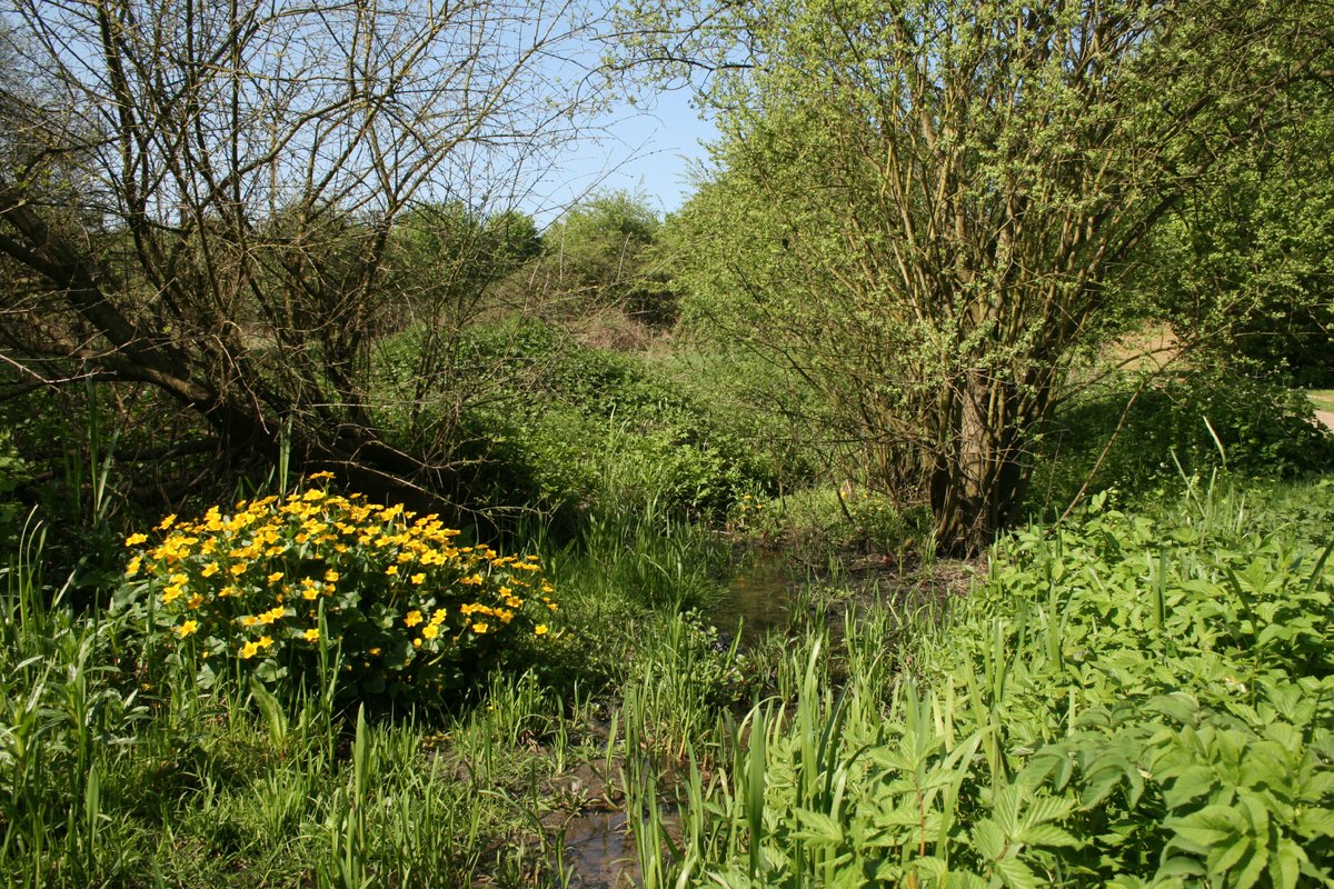 Loughton Linear Park in springtime