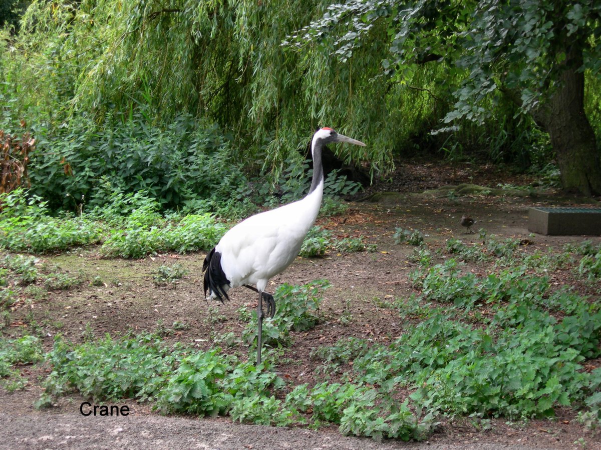 A Crane