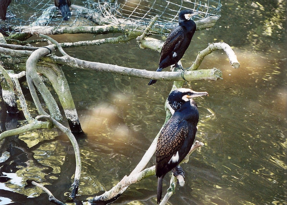 Cormorants at The Wild Life Park
