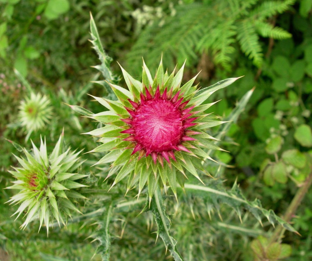A Musk ?? Thistle