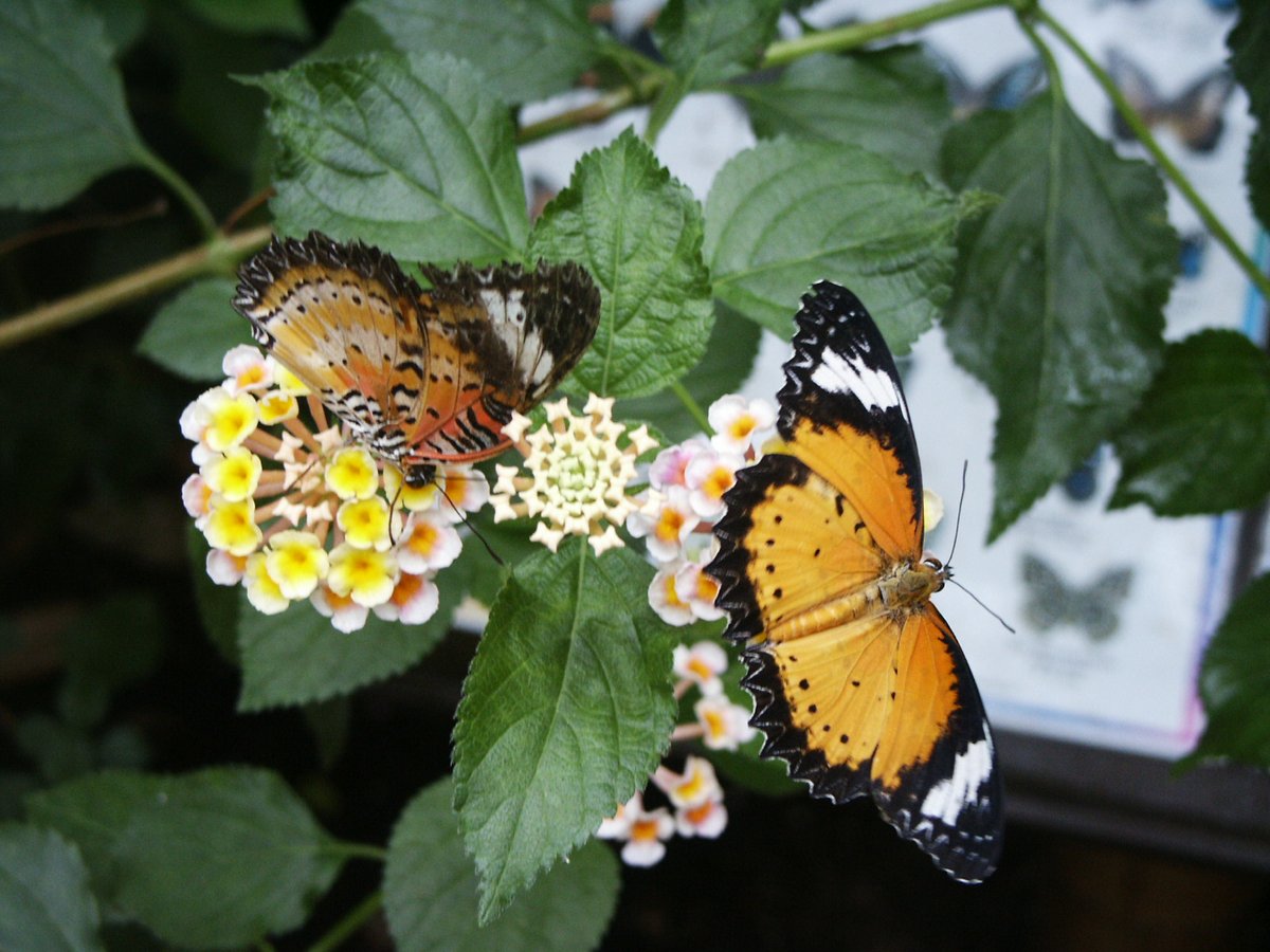 Butterfly farm near Conwy