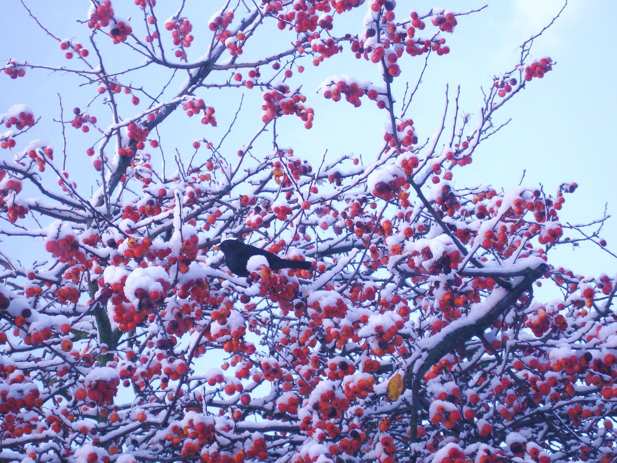 A Blackbird on a Crab Apple Tree in a Gravesend Garden