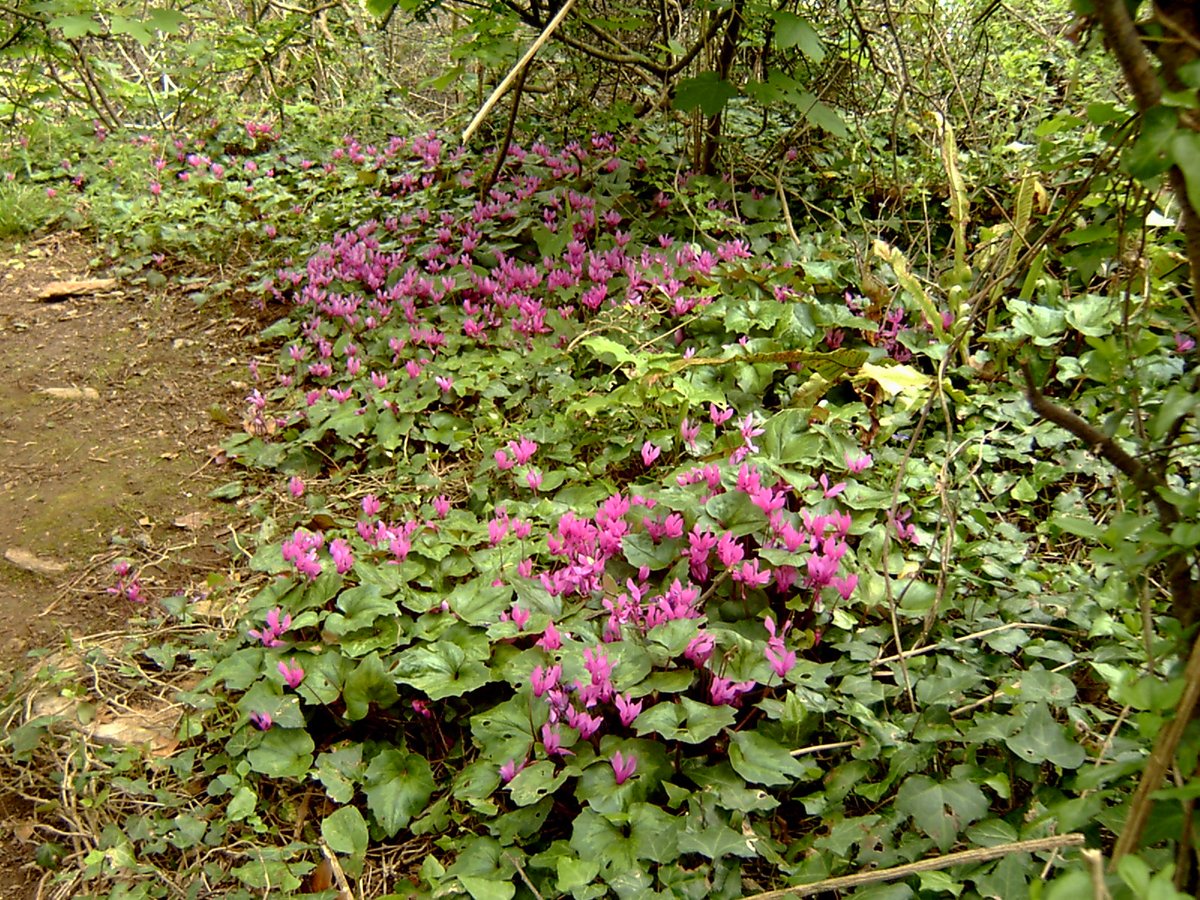 Naturalised Cyclamen in the Wood.