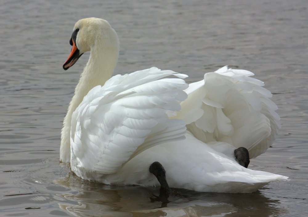 Mute swan cob