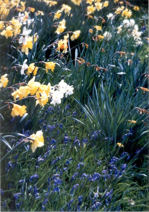 Faygate East Sussex Spring 1986