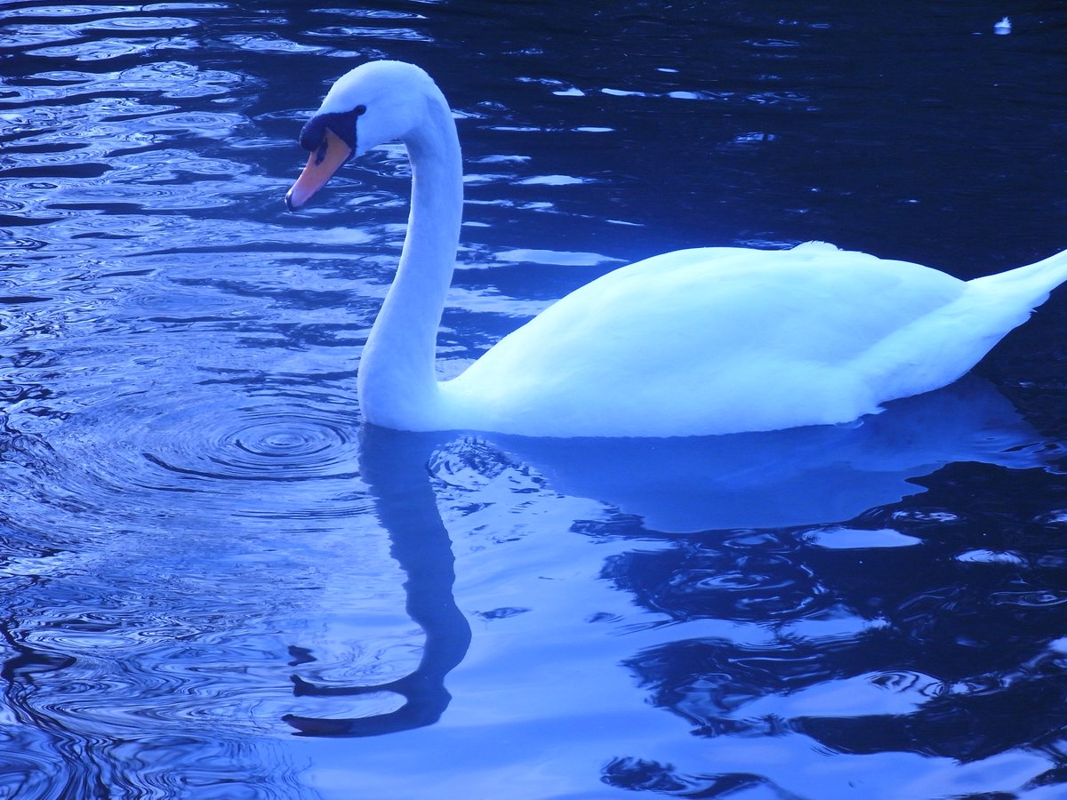 A Swan on the moat