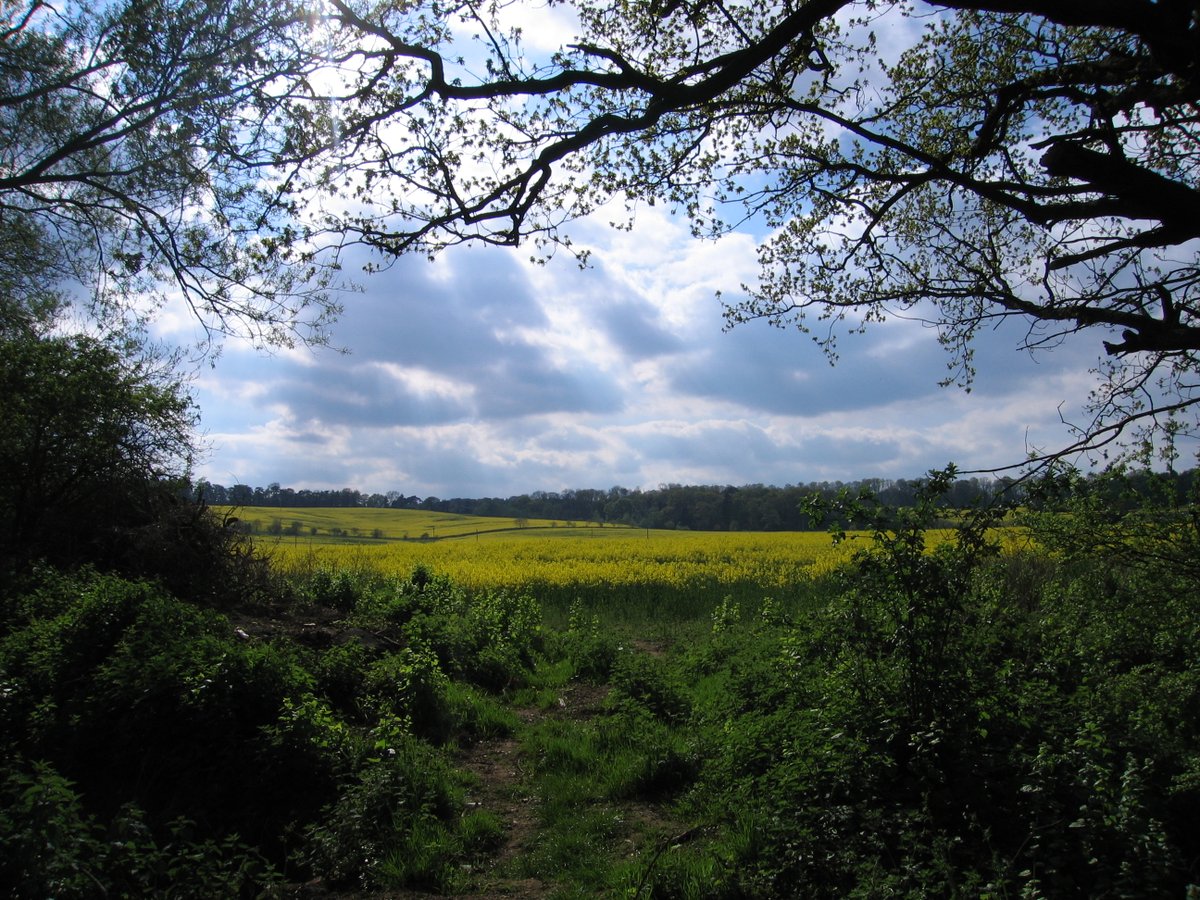 rape-fields-by-poe-at-picturesofengland
