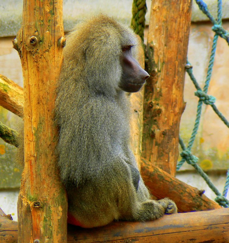 Relaxing monkey!