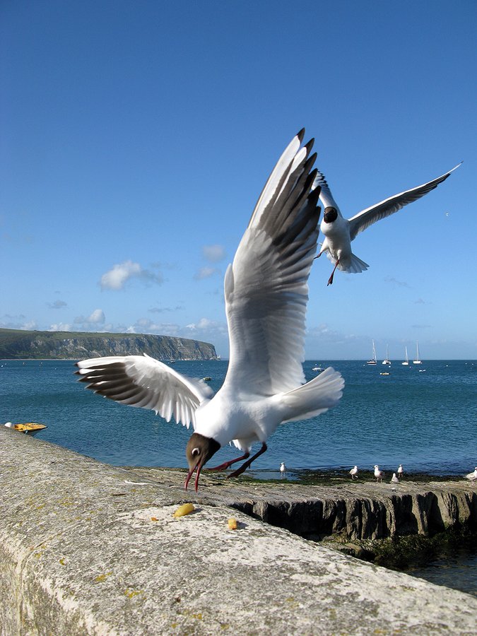 Do not feed the Gulls