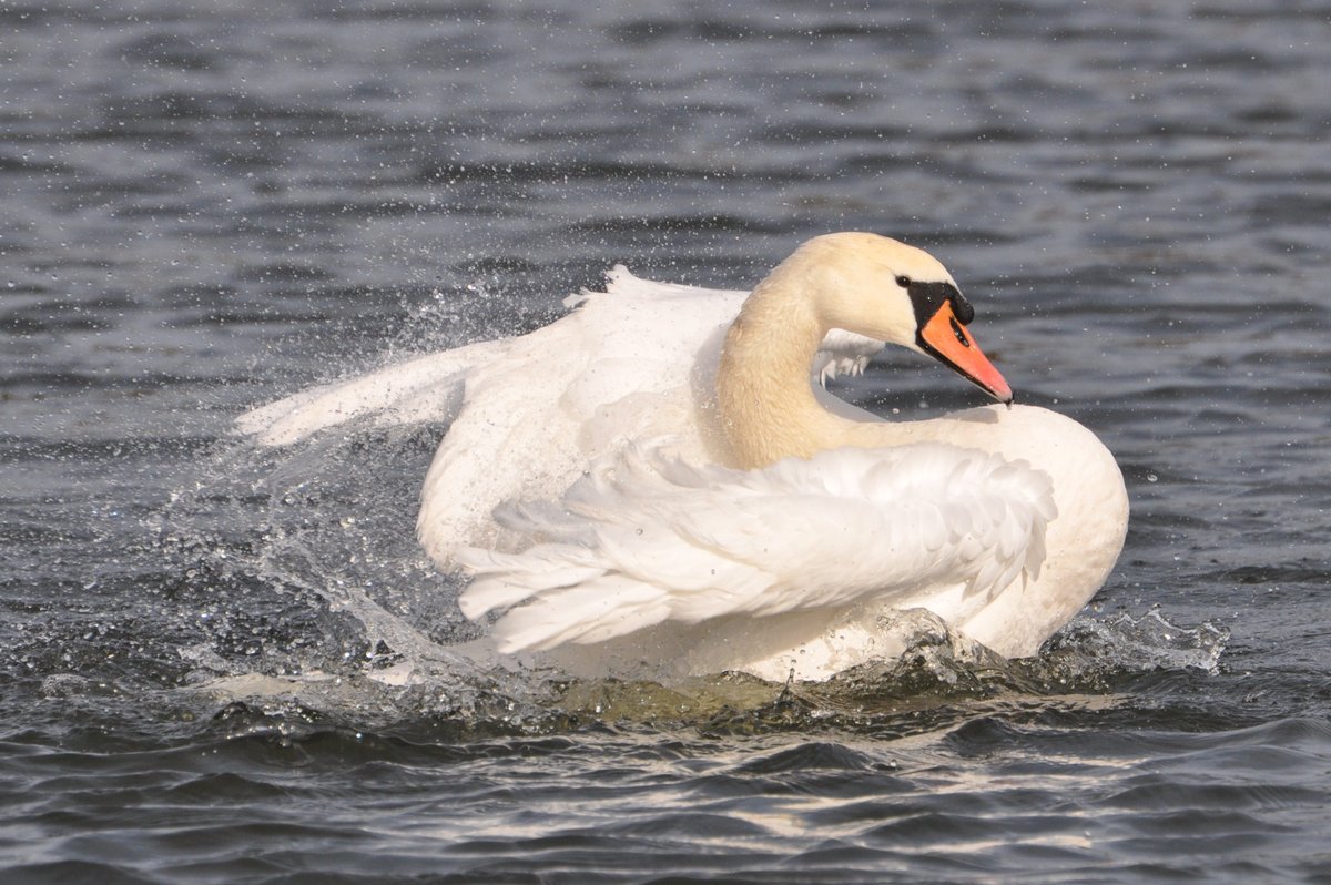 Bathing Swan