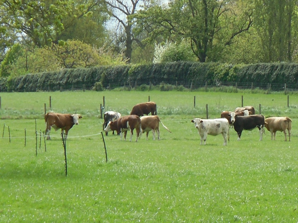 Cows near Polstead