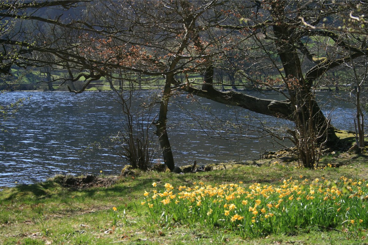 "Wordsworths Daffodils on Ullswater." by Roy Jackson at