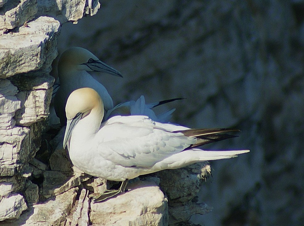 Gannet Nesting