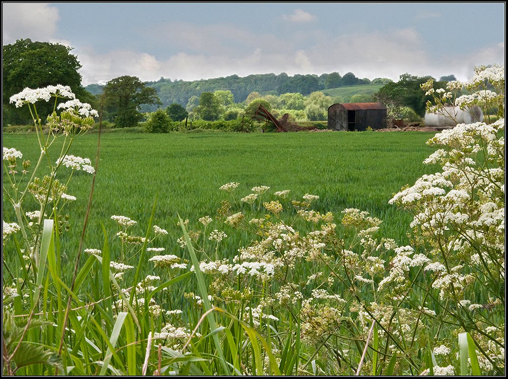 "Cow Parsley, yes you can eat it !" by Patrick Hogan at
