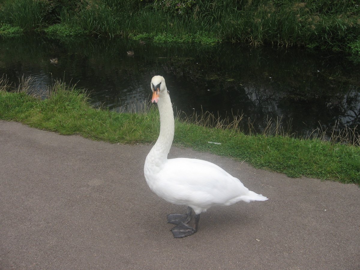 Towpath Swan