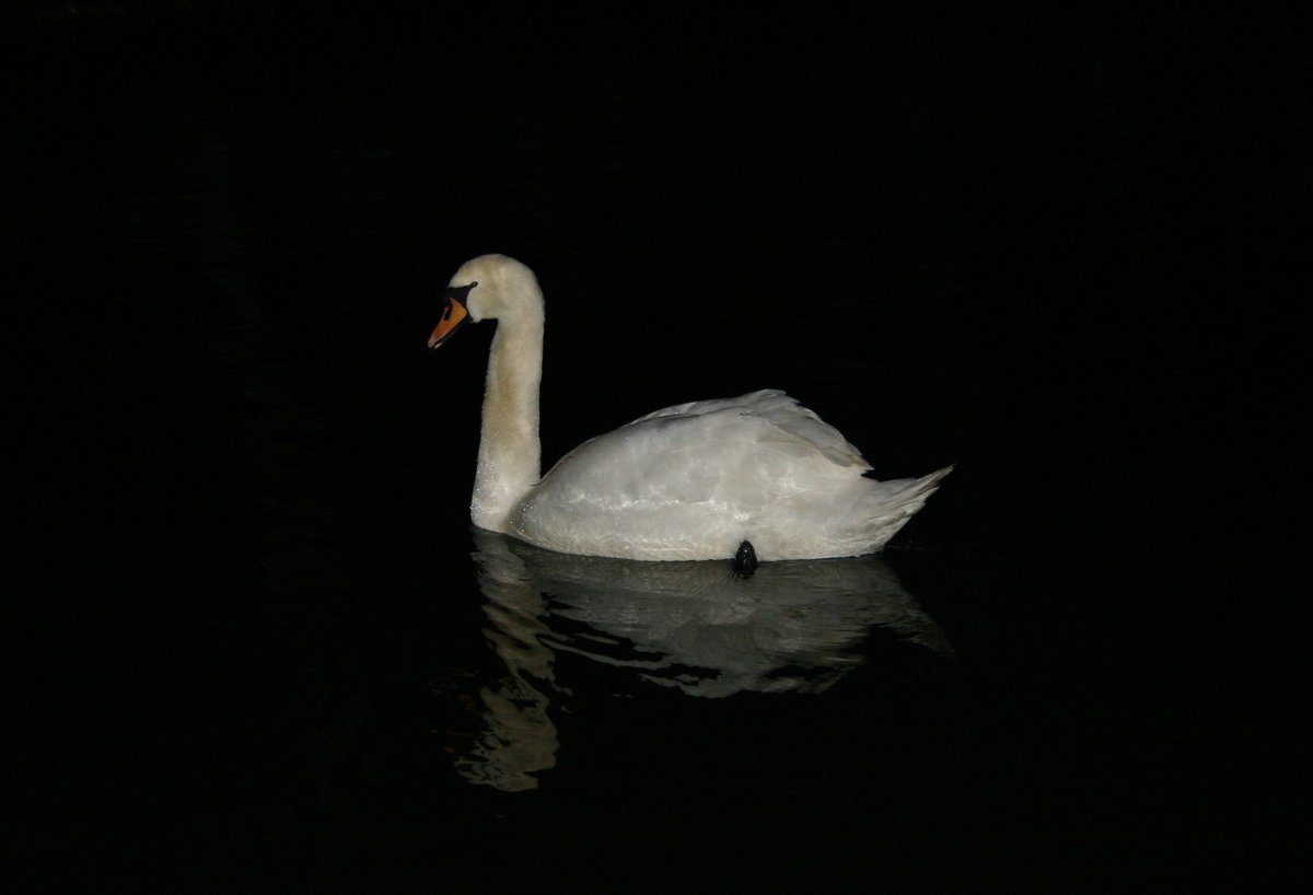 Night swan