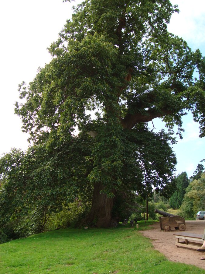The chestnut tree (Tom Fool's Tree) in front of Muncaster Castle