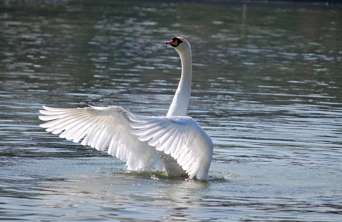 Swan Lake At Roker Park Pond
